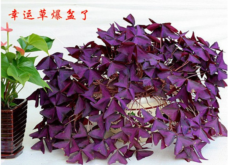 紫叶炸酱草紫色花幸运草盆栽紫蝴蝶三叶草室内庭院花卉植物_双氙车灯