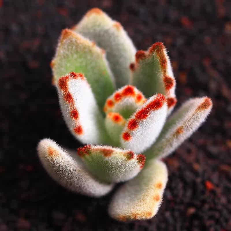 [植冶花园] 月兔耳多肉多浆植物开挂云南昆明基地大棚直发包邮_7折