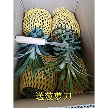 【徐闻】香水小菠萝5斤超值现摘整箱[6元优惠券]-寻折猪
