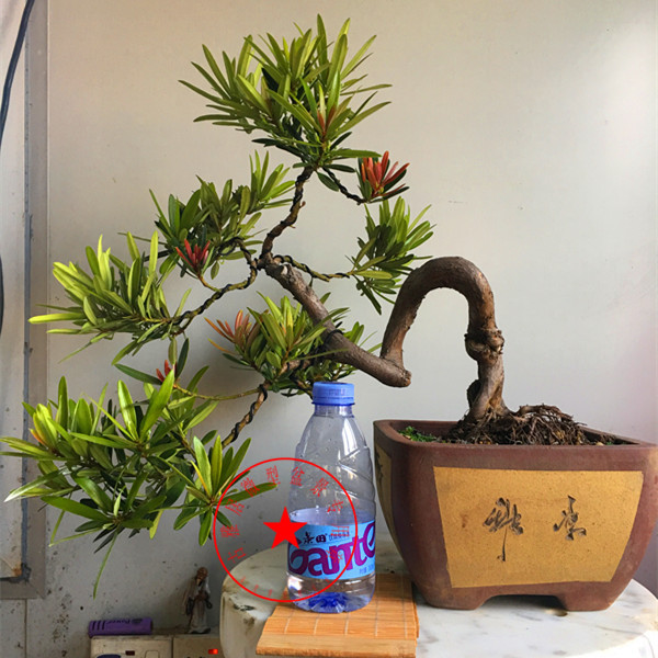 正宗海岛四季红芽罗汉松盆景 贵妃罗汉松 掌上盆栽 素材小苗