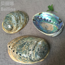 Abalone Shells Sea Snail Creativity Home Fish Tank Water Family Pendulum Pieces Creative Soap Box Potted Potted Sage Implements