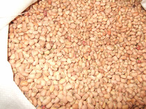 Red Beans Red Beans 2018 New Red Beans Small Red Bean Lu River Ring Tea Worthy of Red Beans