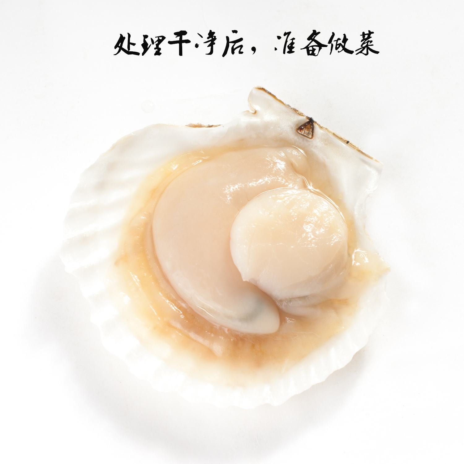 大连海鲜 水产鲜活扇贝大扇贝新鲜扇贝王贝类海鲜 可烧烤蒜蓉清蒸_双