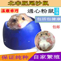 Macaroni rat pups student dormitory small pet small fat-tailed gerbil grain