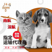 Pet consignment pet express pet transportation Guangzhou Shenzhen to the whole country (Tiktok link)