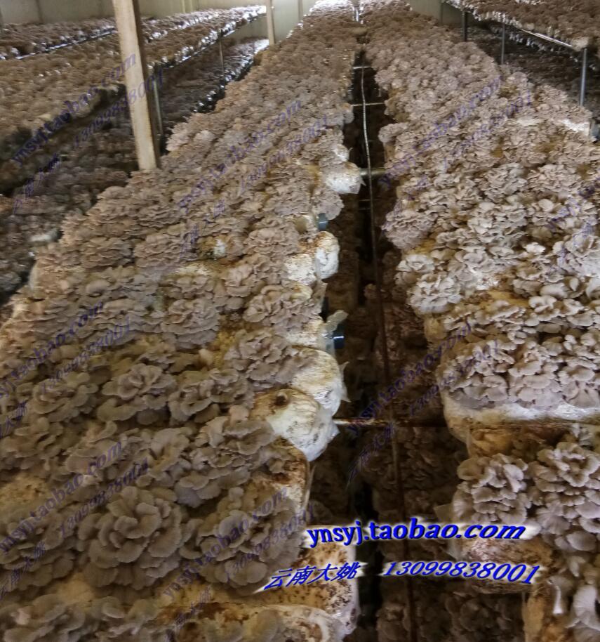 白参菌 白参菌干货 云南特产白参菌 种植基地直接发货