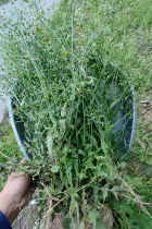 Chongqing Countryside Fresh Wild Ground Vegetables Wild Vegetables Flowers old chestnuts March Three-boiled eggs Yuzu boiled water for boiling water to eat now