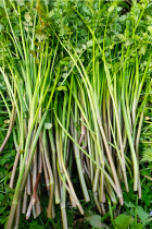 Chongqing Mountain Countryside Wild Water Celery Fresh Vegetables Fresh to Discover The Wild Lettuce Wild Cress savour and delicious fried vegetables