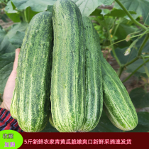 Sichuan farmers are picking cucumbers pregnant women green cucumbers fresh fruit cucumbers 3 pounds 5 pounds of sweet tender and crispy fruits and vegetables ready-to-eat