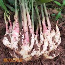 Sichuan tender ginger farmhouse seed Excavation Ginger Red Head Ginger buds ginger sprouts Big ginger edible ginger fresh vegetables 2 catties 3 catties