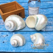 Natural conch shell Pearl tower snail Luminous tower snail Home decoration ornaments Fish tank Aquarium landscaping Hermit crab large