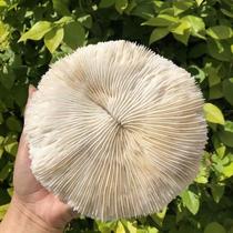 Natural sea chrysanthemum mushroom slices Coral shell conch decoration fish tank Aquarium decoration collection starfish home landscaping
