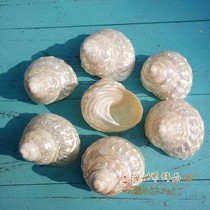 Natural conch shell Coral Fluorescent pearl tower snail Luminous tower specimen snail collection childrens gift ornaments