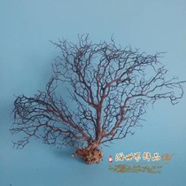 Natural sea iron tree Coral Mediterranean decorative fish tank Aquarium landscape photography Conch shell home decoration oversized