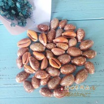 Natural conch shell rare specimens Safflower treasure snail fish tank Aquarium landscaping decoration home collection ornaments