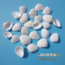 Natural conch white shell fan bird tail coconut shell perforated DIY hand painted home decoration fish tank landscaping