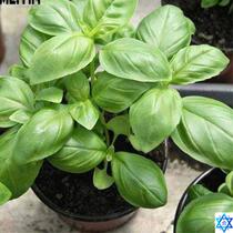 Sweet basil Seeds Bonsai Flower for Indoor Rooms Seed