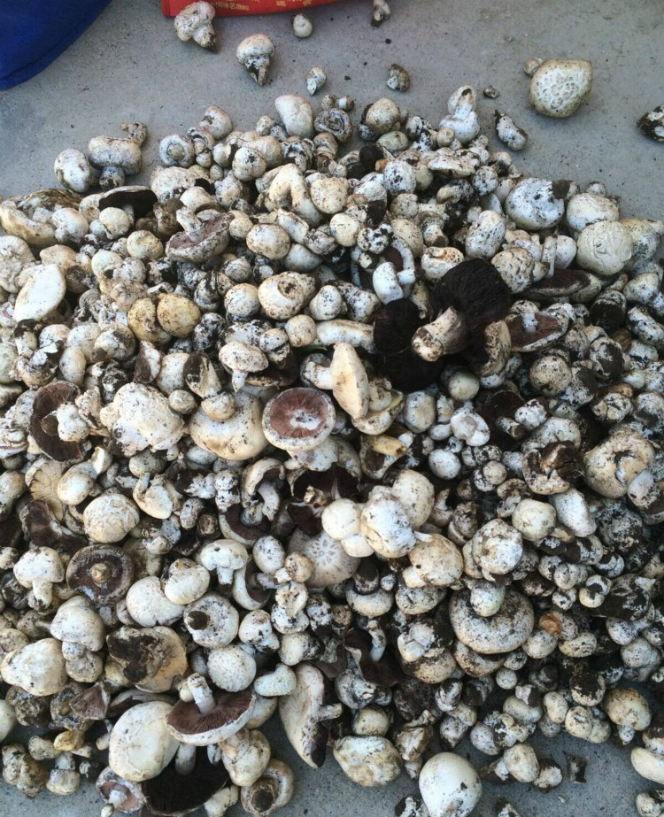 新疆特产巴里坤野蘑菇汤饭大盘鸡炖汤蘑菇味鲜500g包邮
