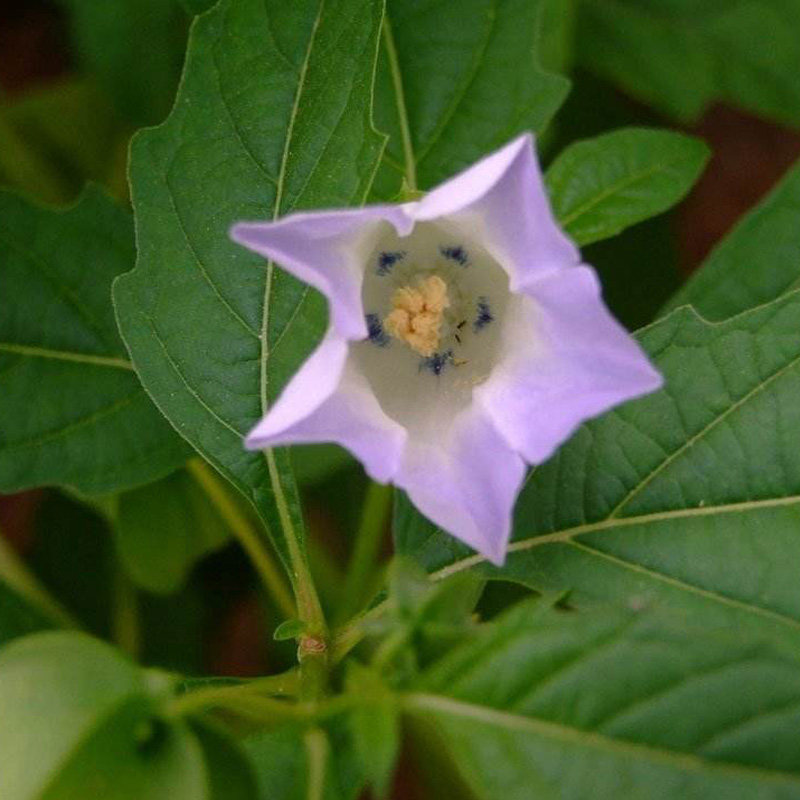 童年冰粉原料野生冰粉籽木瓜水贵州特产凉粉籽手搓冰籽500g