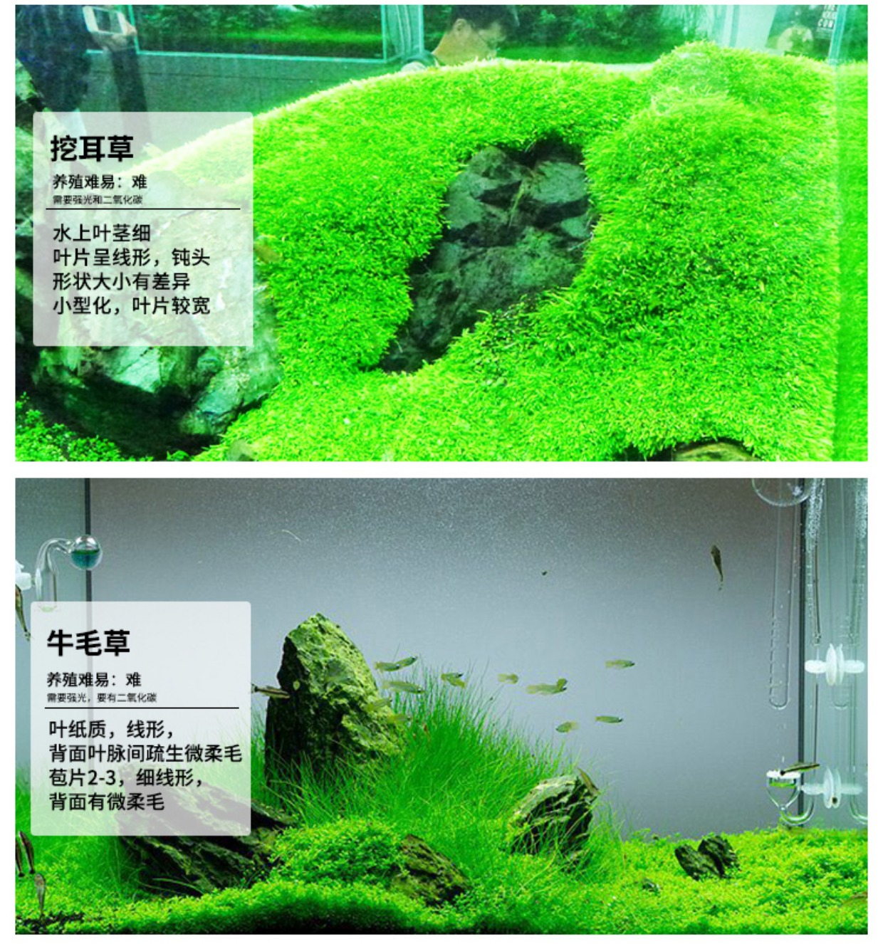 前景水草 矮珍珠迷你矮柱叉花天湖葵 水族箱草缸造景前景草真水草
