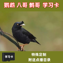 Birds use learning machine parrot to teach speech device starling repeater wren learning tongue device to teach birds to learn speech recorder