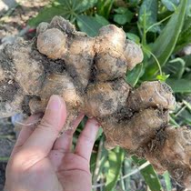 Raoping Little Yellow Ginger Homegrown