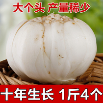 10-year-old big head 1 kg 4 Lanzhou fresh lily farmers eat sulfur-free sweet lily 500g vacuum packaging