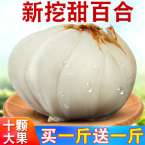 Gansu native Lanzhou fresh lily 500 grams of farm-produced edible sweet lily sulfur-free vacuum packaging