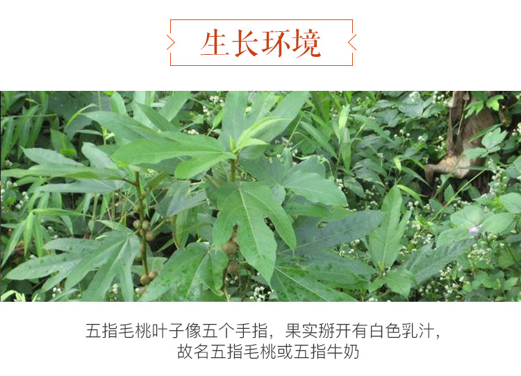 散装称重 产地:中国大陆 省份:广西壮族自治区 特产品类:五指毛桃