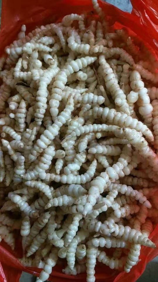 土冬虫 草参干品250g 草石蚕地蚕 白虫草 土虫草干品 特价包邮_7折
