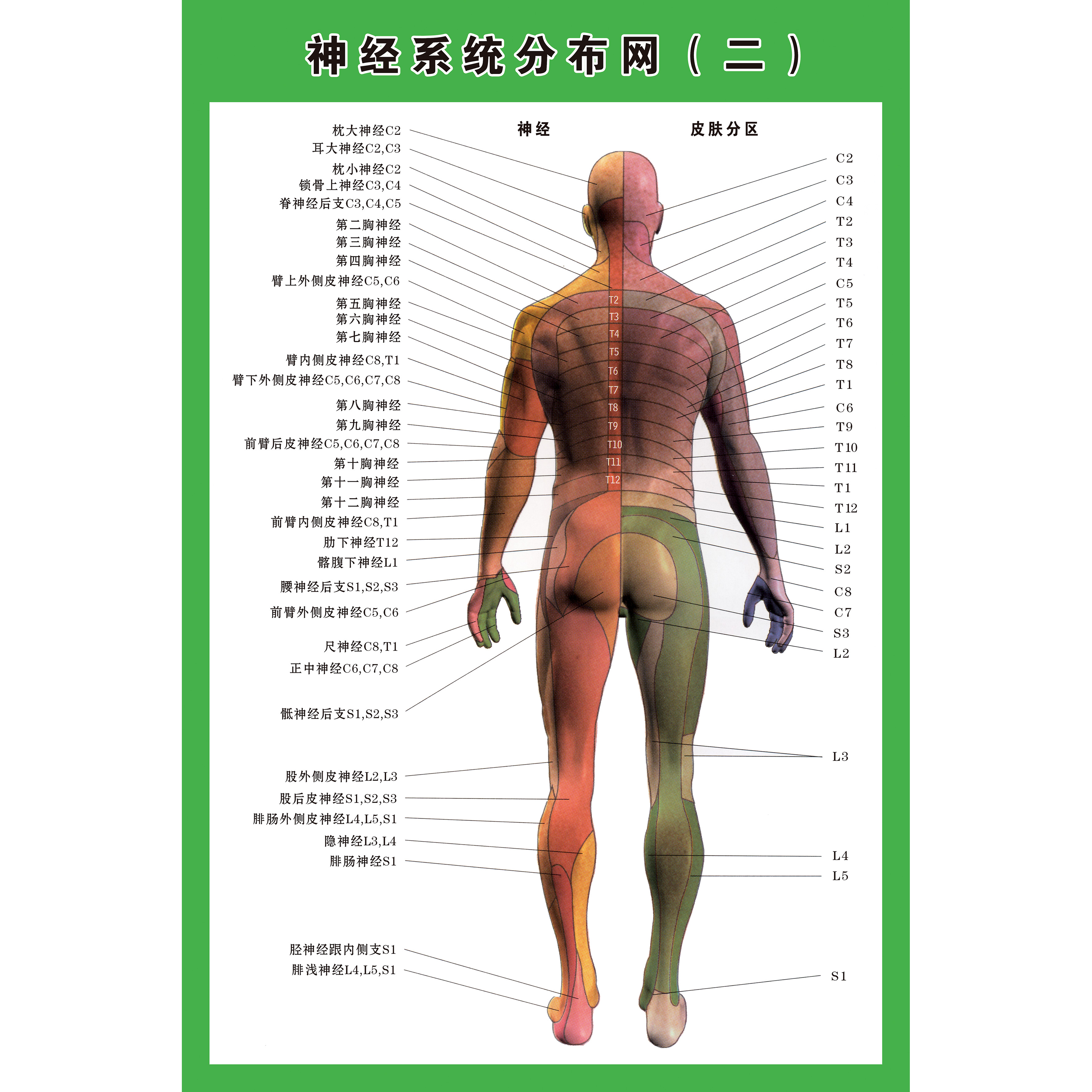 神经系统分布网示意图正背面医学宣传挂图人体器官解剖图医院墙贴