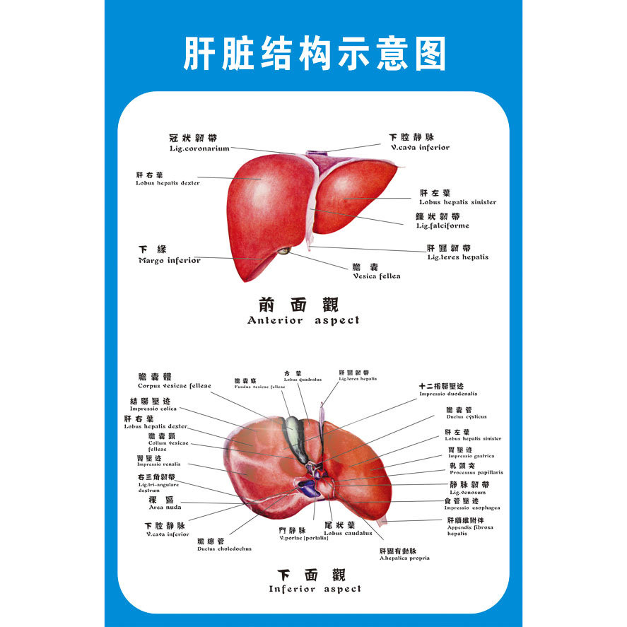 肝脏解剖示意图医院人体解剖图肺部呼吸系统海报画疾病预防展板