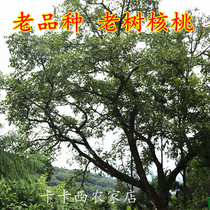 Yunnan old tree walnut old variety paper walnut walnut walnut oil content is high fragrant taste 3 pounds