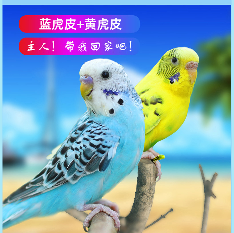 虎皮鹦鹉活物黄虎皮白虎皮活体会说话的鸟手养玄风文鸟云斑鹦鹉鸟