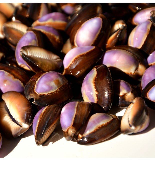 满58包邮海螺贝壳紫黑宝螺2-3cm地中海家居装饰品水族造景礼物