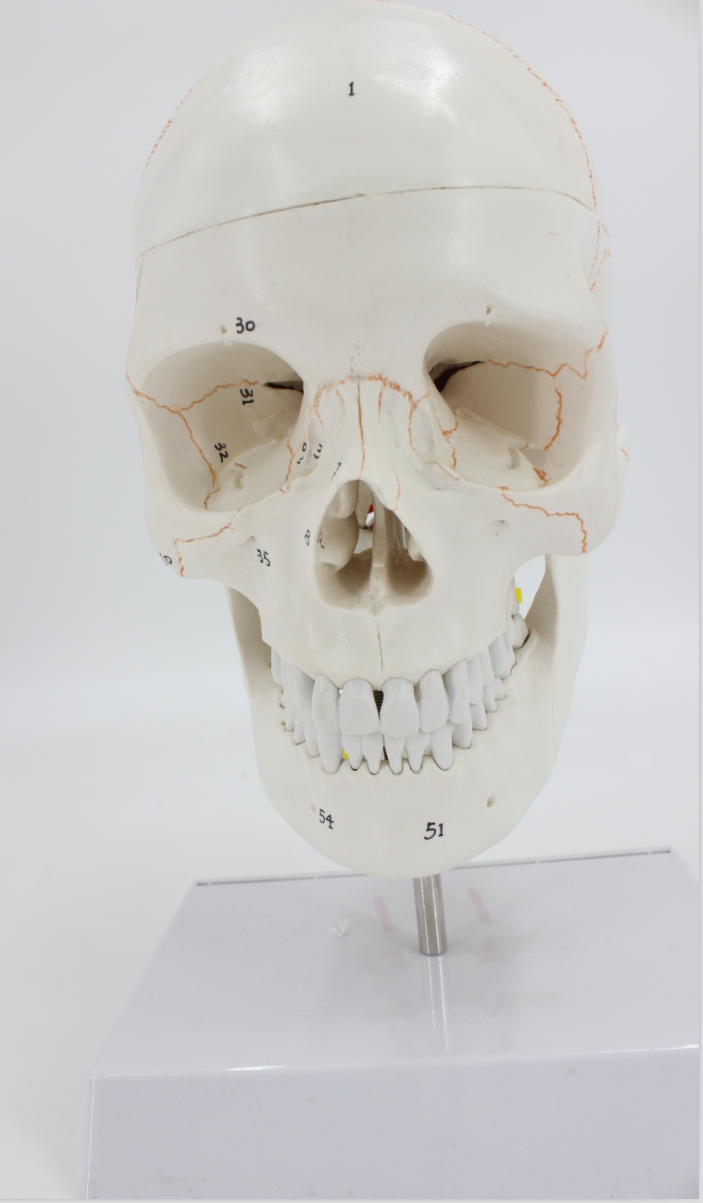 一比一医学仿真骷髅 人头骨模型 头颅骨解剖标本 数字编码标识_7折
