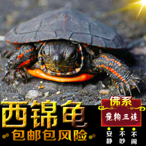Witang West brocade tortoise living things Dongjin tortoise Western brocade tortoise toy turtle pet turtle deep water turtle ornamental turtle home