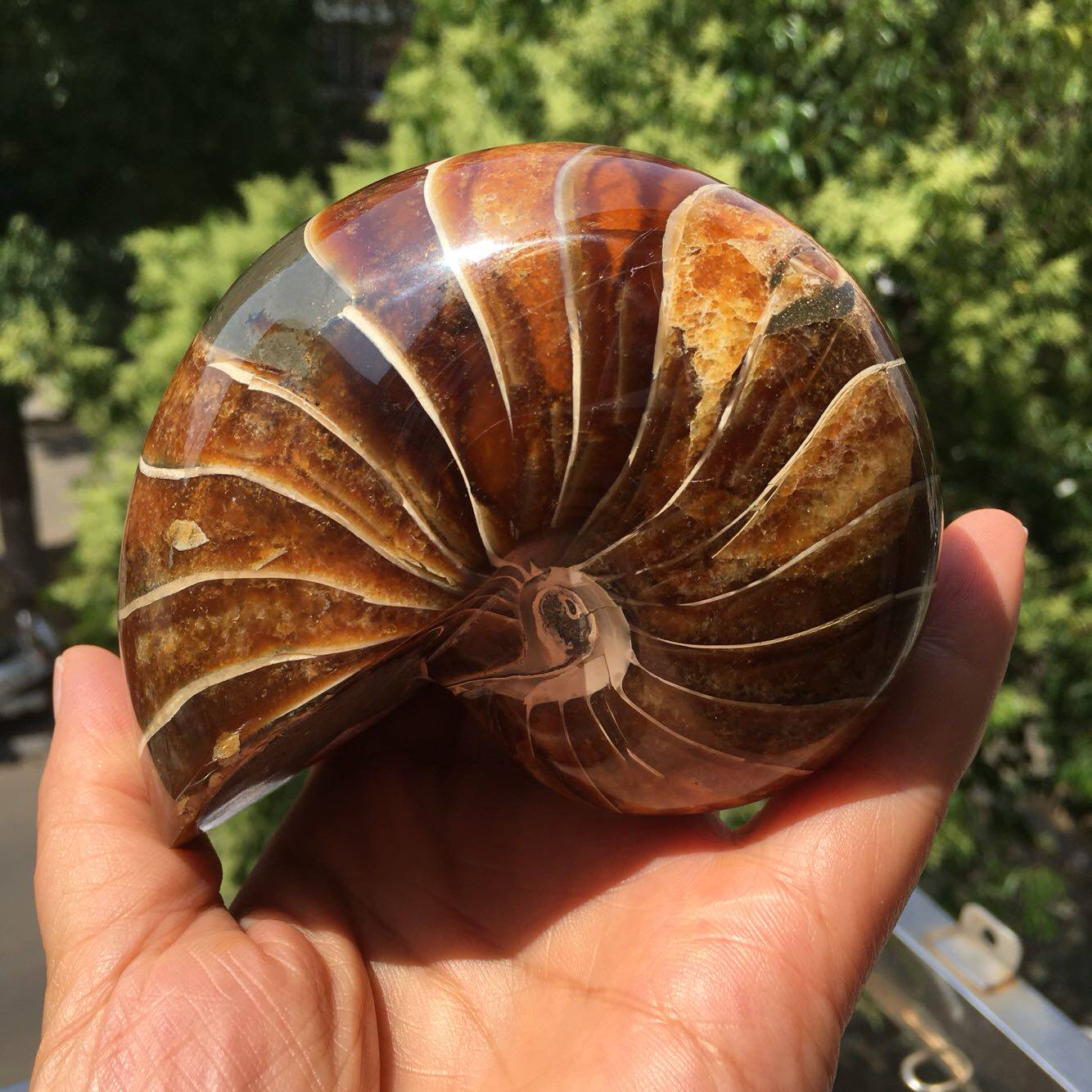 天然古生物鹦鹉螺化石标本螺原石矿物奇石摆件