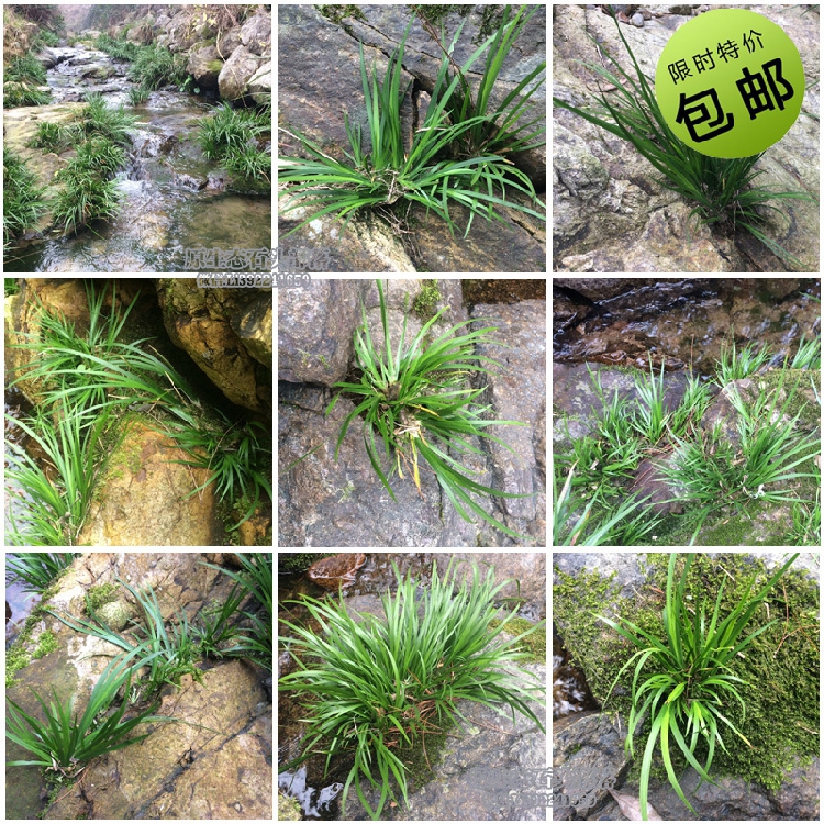 野生菖蒲虎须菖蒲金钱菖蒲野生石菖蒲文玩香草微型盆栽绿植包邮