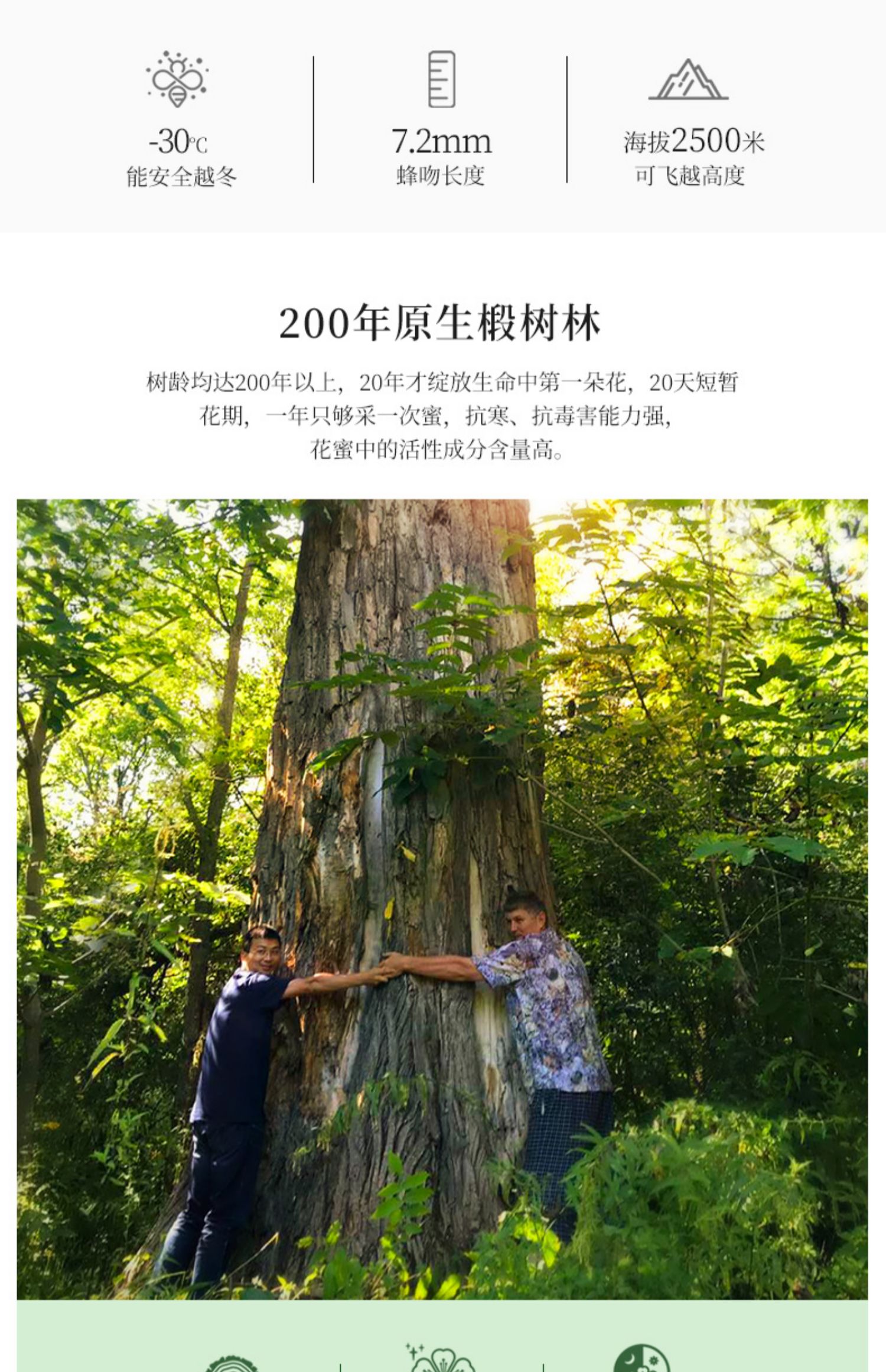 蒙面小熊俄罗斯进口椴树雪蜜小瓶装结晶白蜜纯正天然野生蜂蜜400g