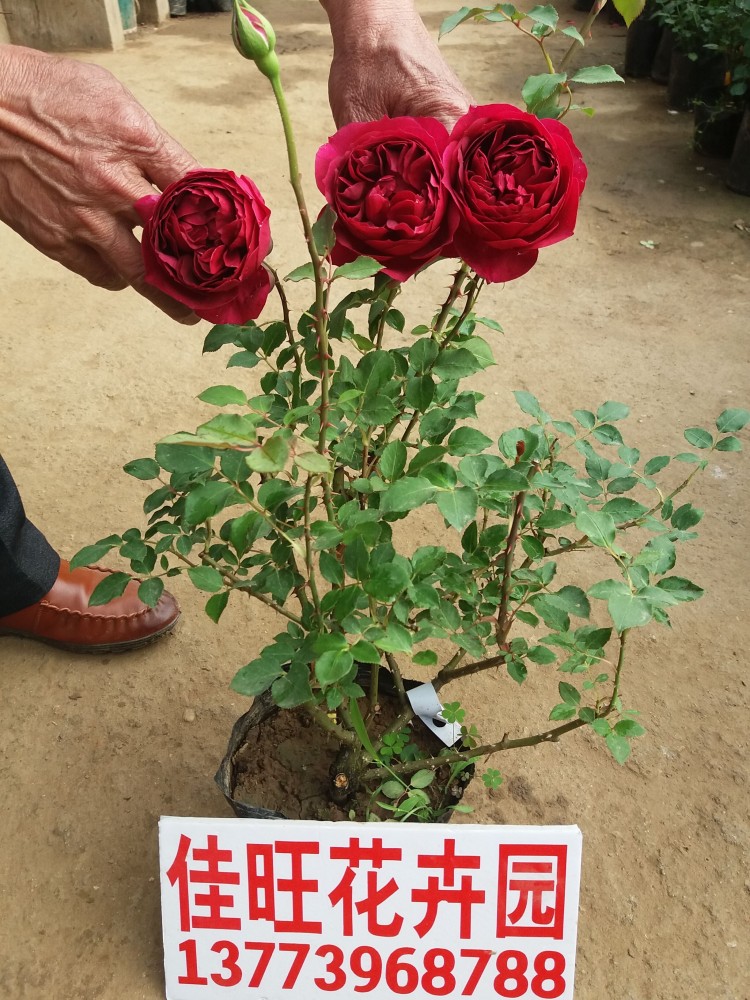 玫瑰花苗黑巴克 月季花苗 大花红玫瑰盆栽卡罗拉 四季开花 带花苞