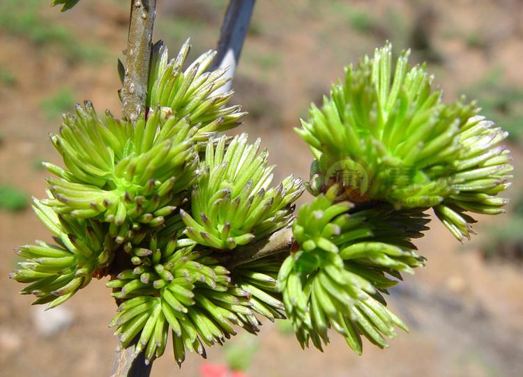 神农架野生 正品 全朵 杜仲雄花茶 花蕊 非杜仲叶茶250克