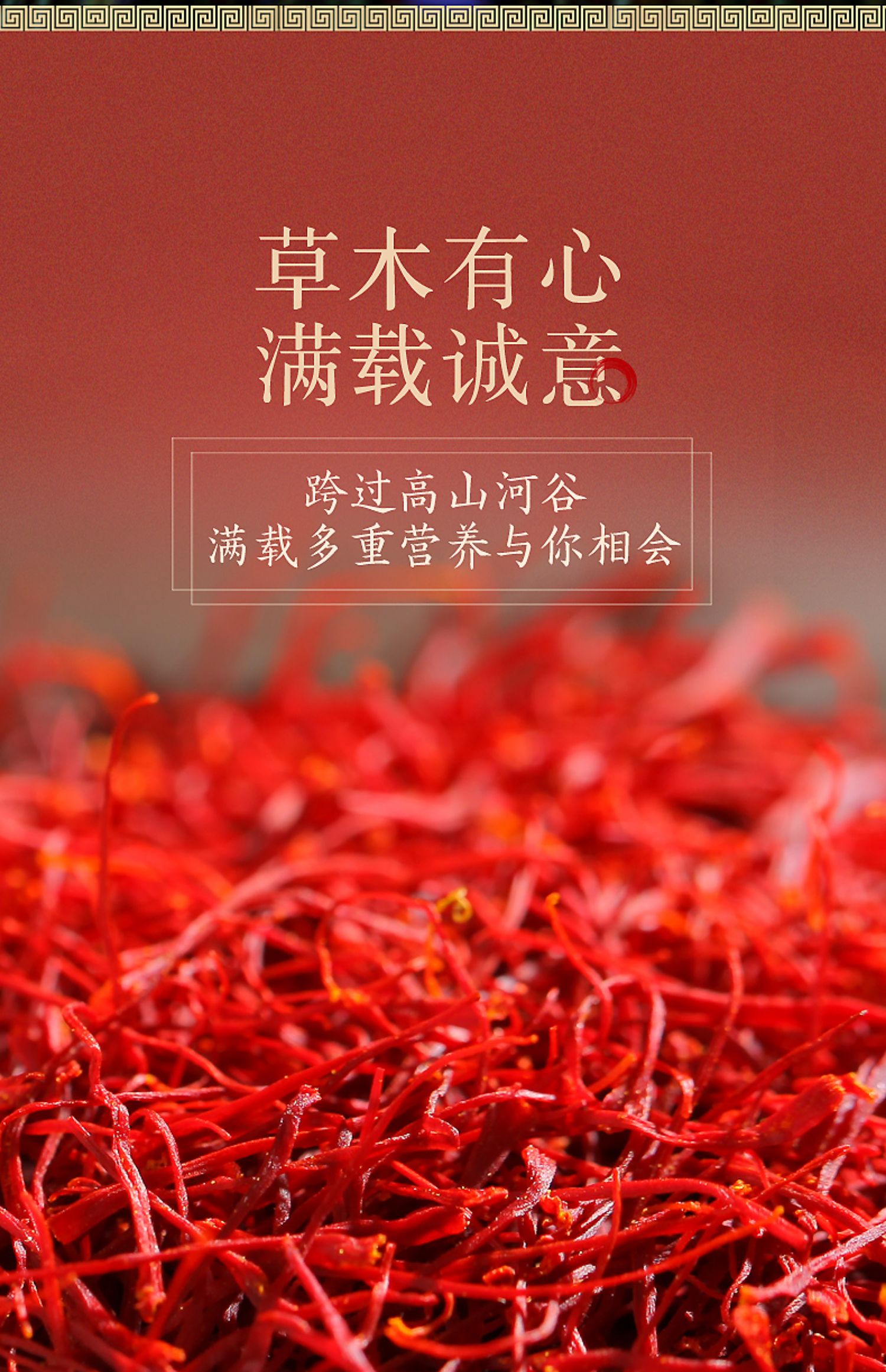 【第2件6.9元】藏红花特级泡茶野生红花