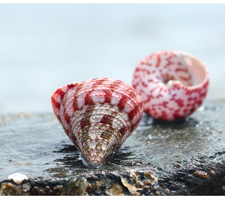 红塔螺珍珠马蹄塔螺天然贝壳海螺鱼缸造景卷贝鱼寄居蟹用壳标本螺