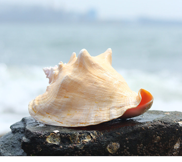 天然超特大海螺壳贝壳珊瑚摆件鱼缸造景家居客厅装饰四大名螺收藏