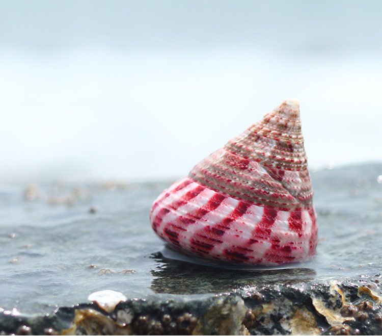 红塔螺珍珠马蹄塔螺天然贝壳海螺鱼缸造景卷贝鱼寄居蟹用壳标本螺