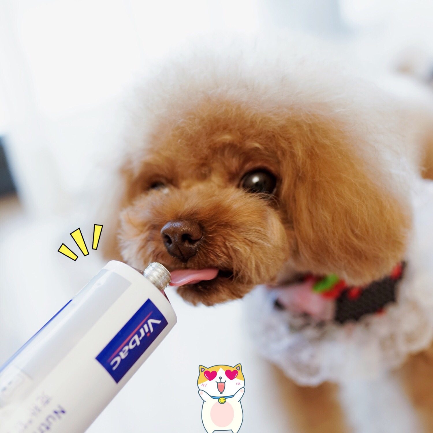 法国维克virbac克补软膏猫咪狗狗营养膏维生素宠物保健品