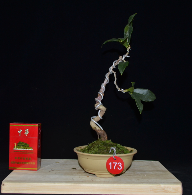 桂花微型盆景 金桂桂花造型盆景盆栽 高档精品盆栽实物照片包邮_7折