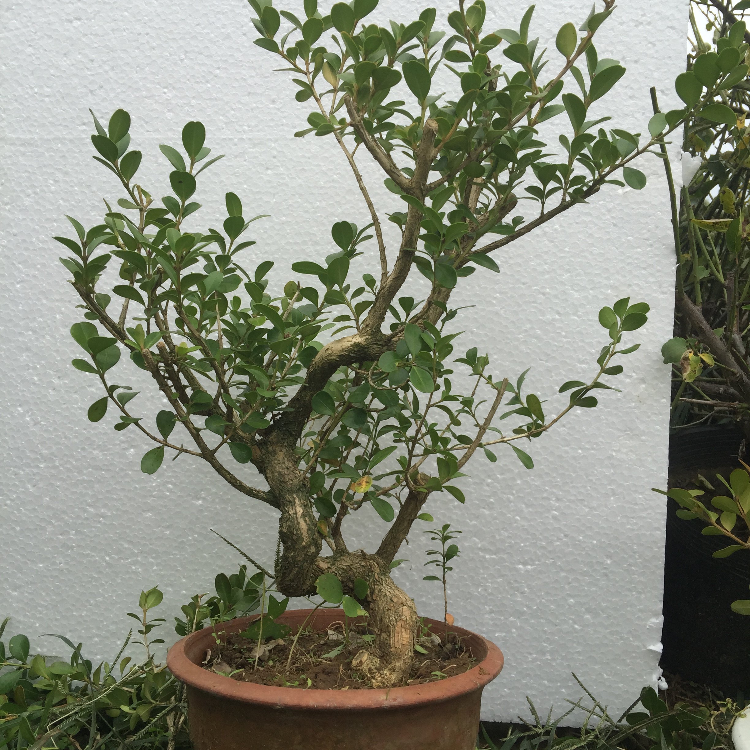 黄杨盆景树桩微型盆景老桩瓜子黄杨小品