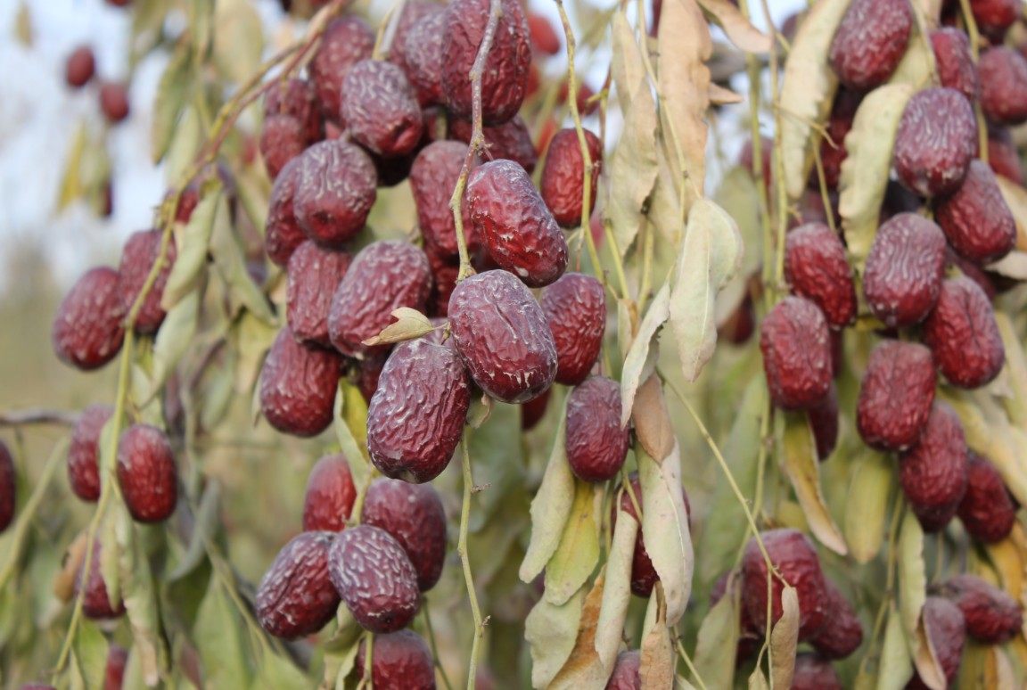 【天天特价】新枣新疆灰枣500克36团4星红枣自然干未清洗原生态枣_双